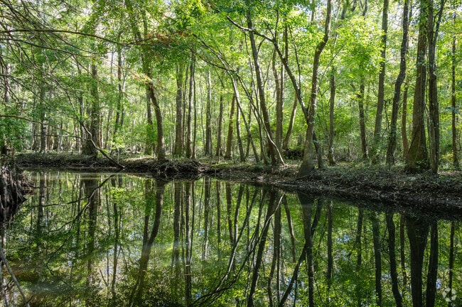 Jeffries Creek Park has over 55-acres of wooded wetlands near Forest Hills.