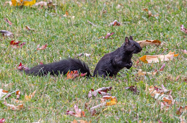 Black squirrels run the town of Springwells Dearborn.