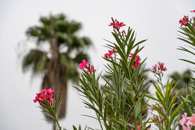 Palmview is located in southwestern Hidalgo County west of Mission, Texas.