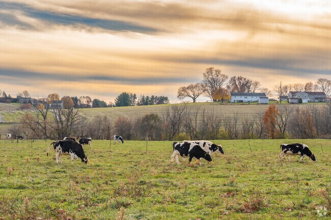 Dairy cows graze in the open lands of Washington Township Berks creating a beautiful scene for locals.