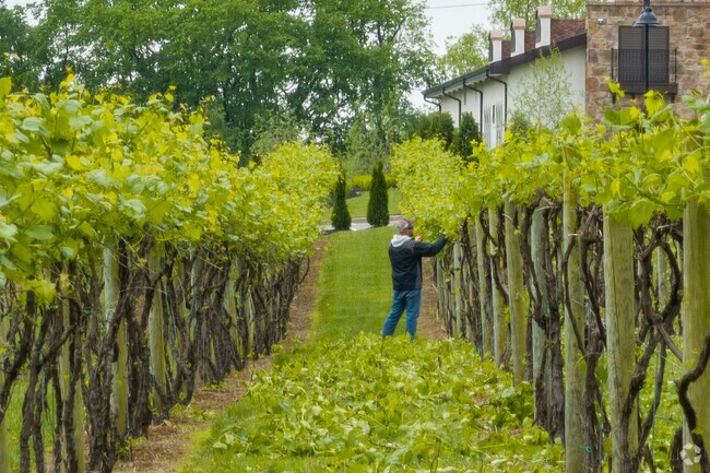 Gervasi Vinyard in Martindale Park works hard to produce the best grapes for their wine.