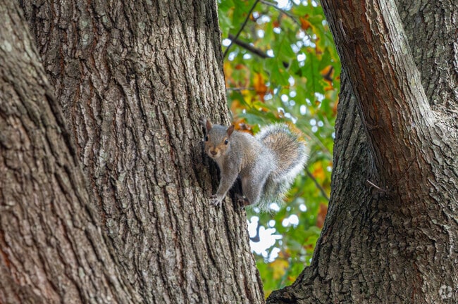Oceana retains a lot of mature trees where you can catch a glimpse of our woodland friends.
