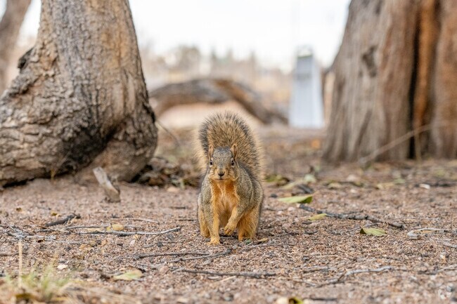 When living in Indian Hills, you'll notice wildlife thrives throughout the area.