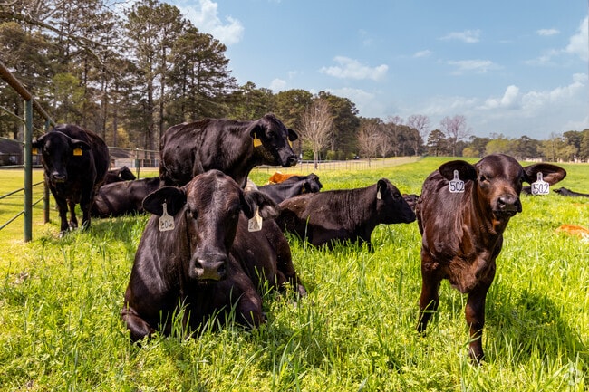 Magnolia is a quaint city surrounded by the expansive farmlands of southwestern Arkansas.