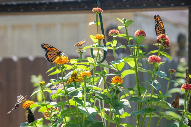 Bourne children can spend the day learning about various lepidoptera at the Butterflies of Cape Cod exhibit.