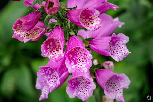 Spring blooms in full glory at Ritters Lake.