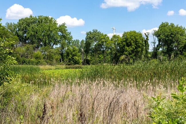 Indian Boundary Park marsh and wildlife, deer seen in photo, Poplar Park, Bolingbrook, IL.