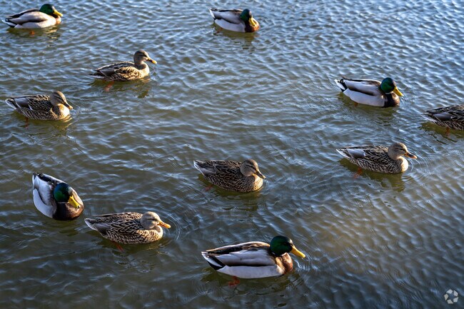 Dawson Pond Park is home to a variety of wild birds and fish.