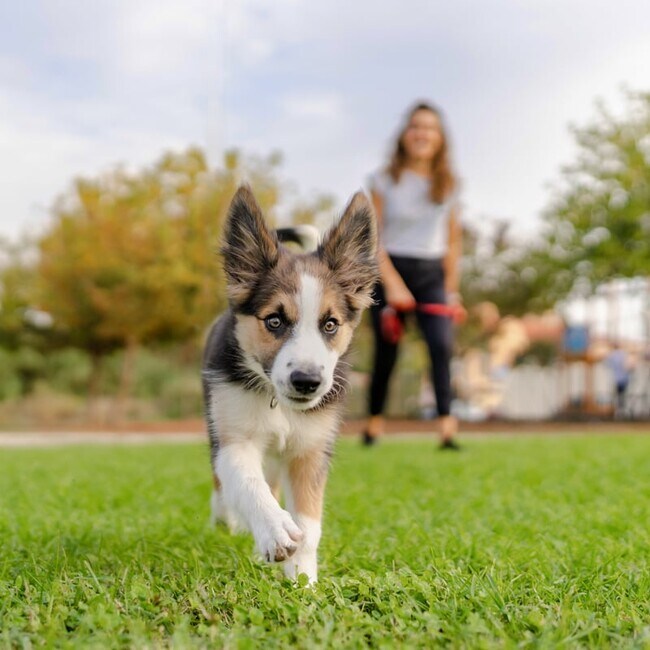 Dog Park