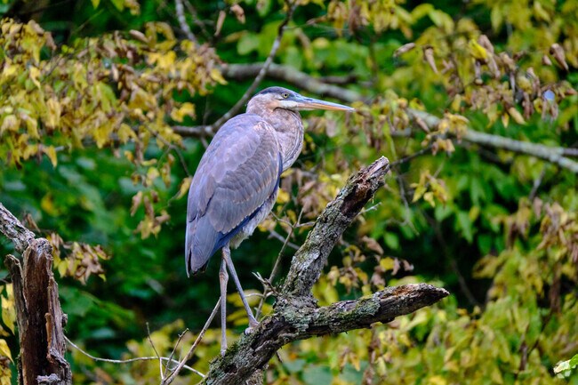 You'll find wildlife and beautiful scenery throughout Breathedsville.