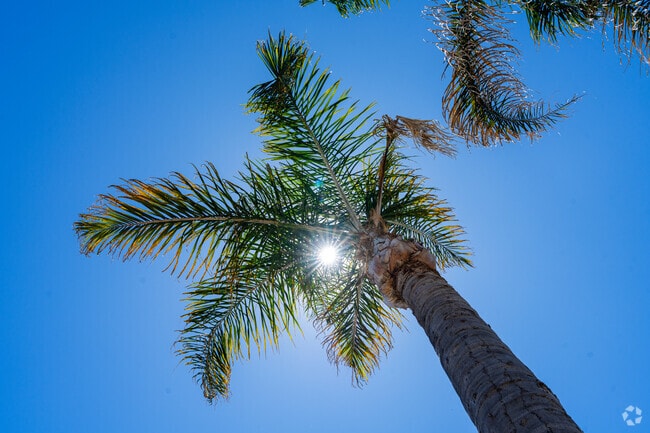 Palm trees provide shade from the sun in Riverdale.