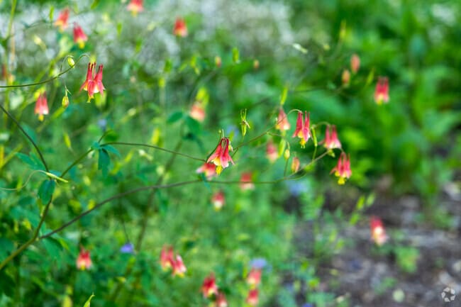 Located in Edgewood Boseley Conservatory native plants bring pops of colors during the Spring.