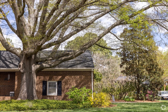 Mature oak tree covering front yard in Fairfield neighborhood of Kempsville section of Virginia Beach