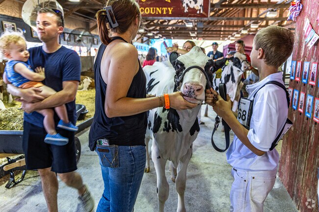 The cows and the cream puffs are the stars of the State Fair near City Center.