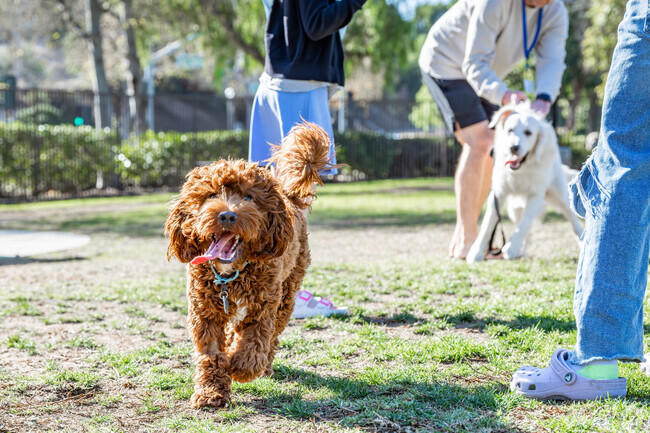 Wagsdale Park in Ladera Ranch is a well-maintained park for dogs to enjoy themselves.