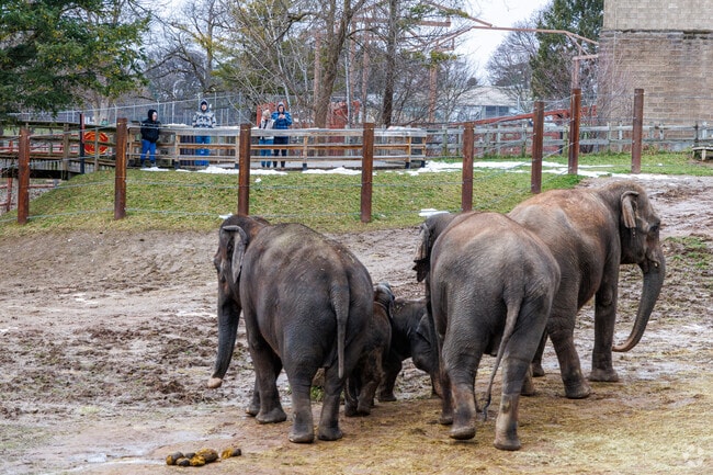 A group of people watches the elephants at Rosamond Gifford Zoo.