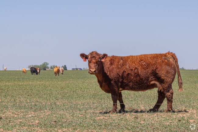 Cute cows are easy to spot as you explore Levelland.