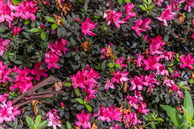 Known for its yearly festival, Tyler's Azalea District is thriving with the floral beauties.