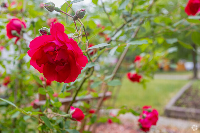 Residents of Churchill Downs have some beautiful gardens with a wide variety of flowers.