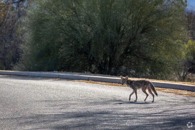 Residents of Bear Canyon keep their eyes peeled for wildlife sightings, which happen often.