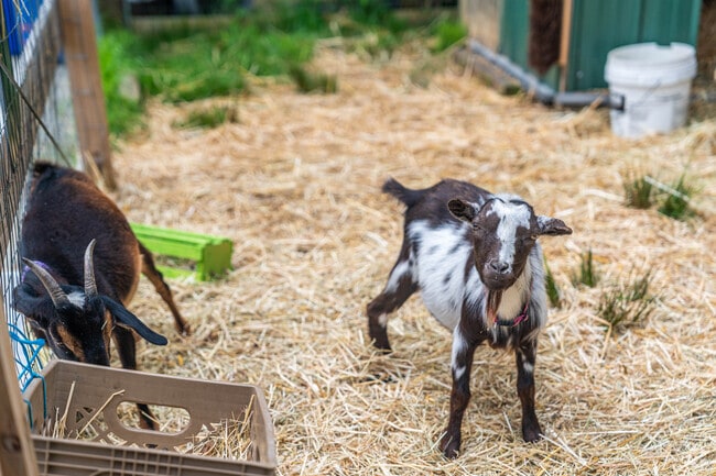 Bring you children to visit the animal exhibit at Fairfield Farms in Clinton.
