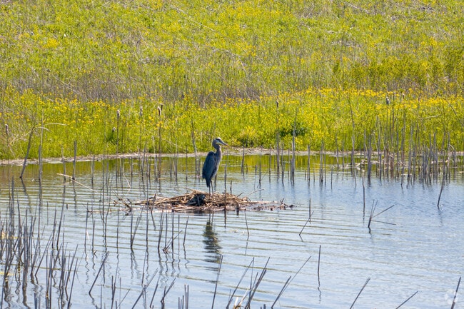 A blue heron enjoys the sunshine at Springbrook Prairie Forest Preserve in Brighton Ridge.