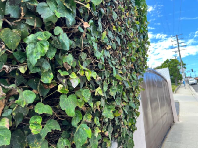 1905 Elanita Dr, San Pedro, CA 90732 - photo 7