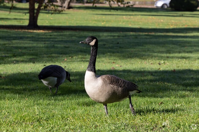 Geese are local residents in the Parkside neighborhood.
