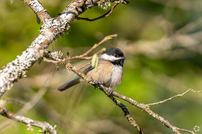 Chestnut-backed chickadees can be found hopping among tree branches in Madison Meadow.
