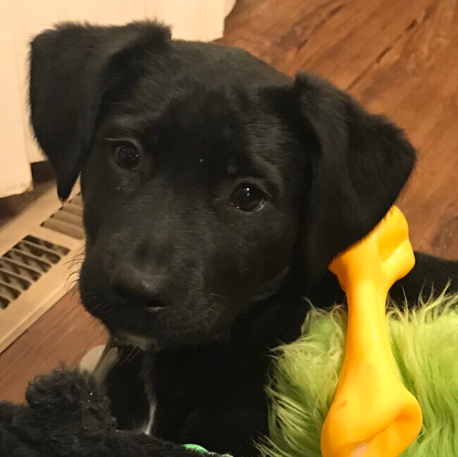 Agent Photo