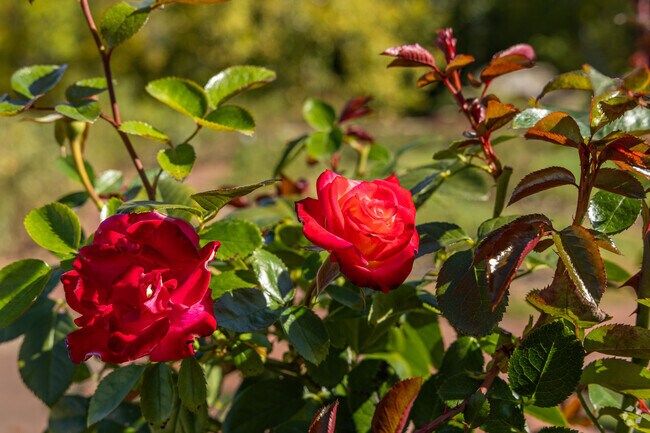 A beautiful detail from the Rose Garden at Ritter Park in Huntington, WV.