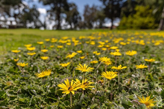 Emerald Hills is unique in that it boasts plenty of green space and an advantageous topography.