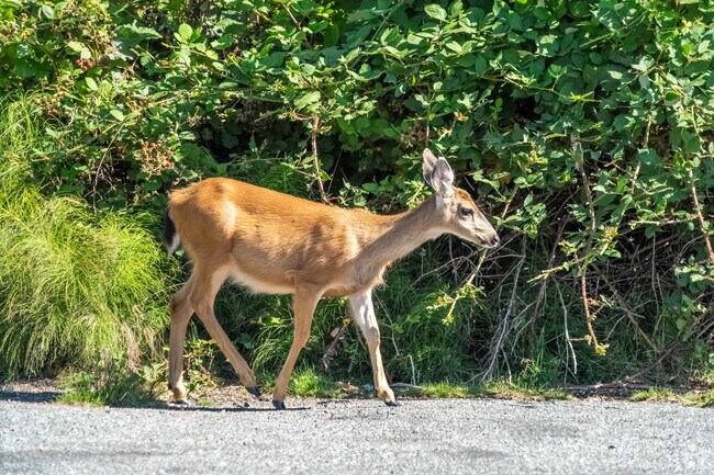 You can run into wildlife throughout Grand Mound near Olympia.
