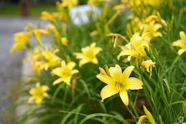 Smyrna is referred to as the "Jonquil City" and can be found beautified with yellow blooms.