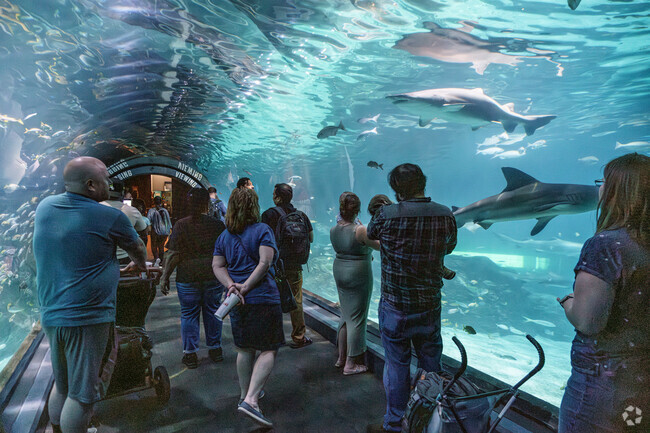 The shark tunnel is a popular attraction at Adventure Aquarium on the Central Waterfront.