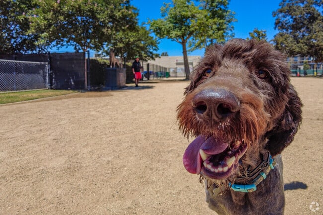 See all the cute furry faces at La Palma Dog Park.