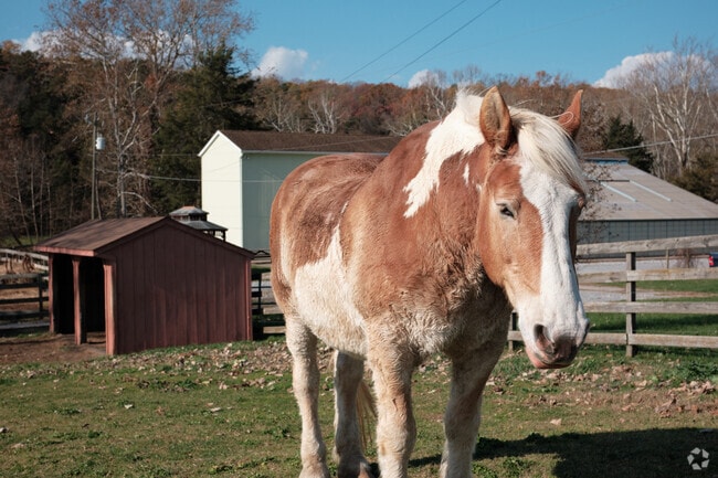 There's plenty of room for your own horses in Shenandoah Farms!