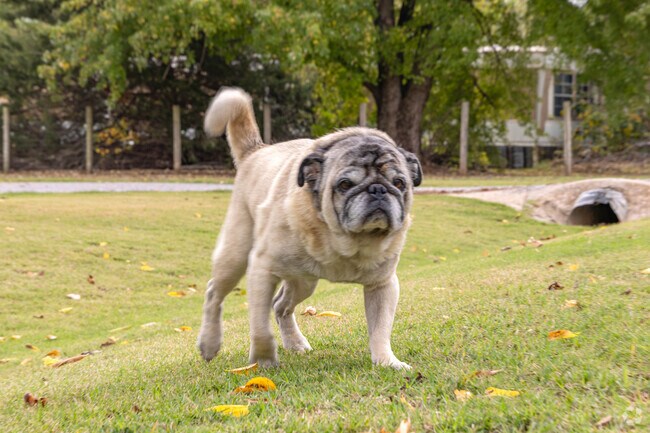 Spring Meadows is an animal and pet-friendly neighborhood in Oklahoma City.