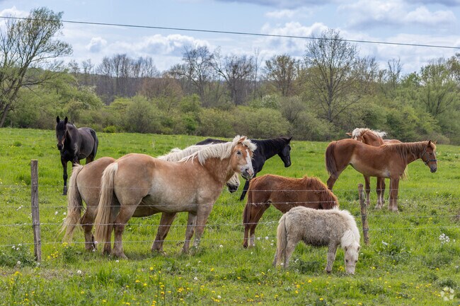 You can spot all different types of wild animals in the farms around Ellington.