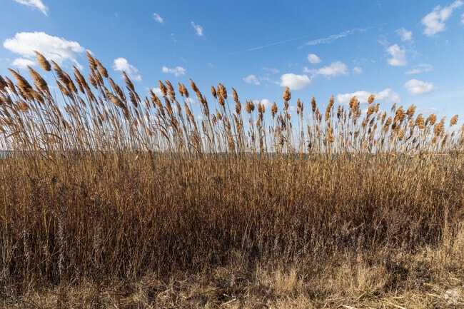 Take in some nature on the Great Egg Harbor Bay in Ocean City.