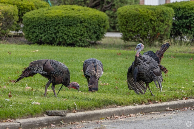 You can often spot wild Turkeys walking around Lawrence Township.