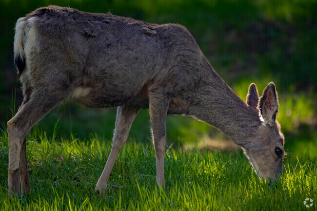 Just beyond Upper Bear Creek lies Elephant Butte, a lesser-known gem with incredible views and a thriving habitat for Colorado wildlife. Watch hawks soar overhead as you explore trails that wind through untouched forest and quiet mountain beauty.