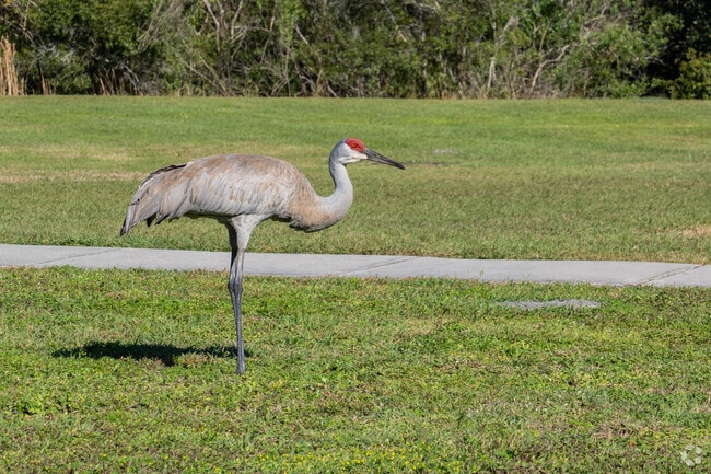 Tropical birds can be found basking in the Live Oak Preserve sun.