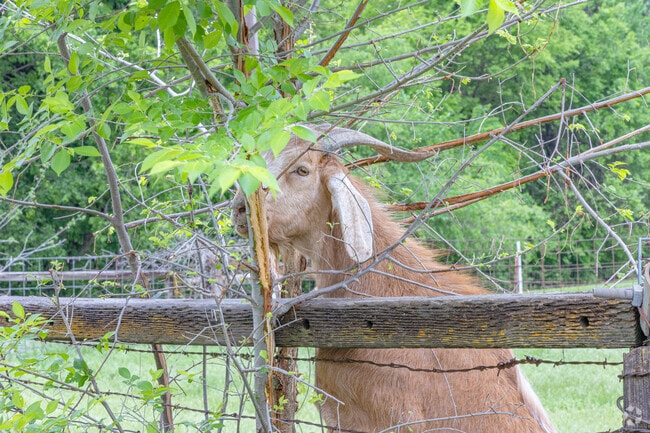 West Mustang has plenty of fields to let wildlife and farm animals roam around.