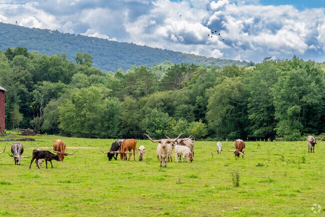 Cows graze in the mountainous countryside near Barry where locals can hike the Rhodes Trail.
