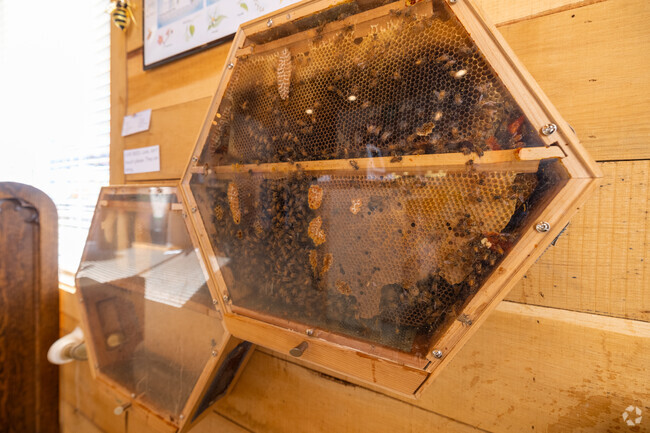 Learn about different honey uses at the Silver Hand Meadery in Skipwith Farms.
