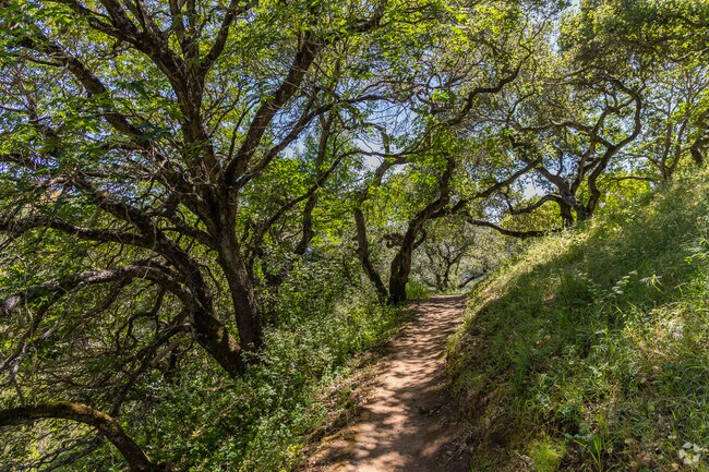 Big Canyon Trail is shrouded in beautiful trees and greenery.