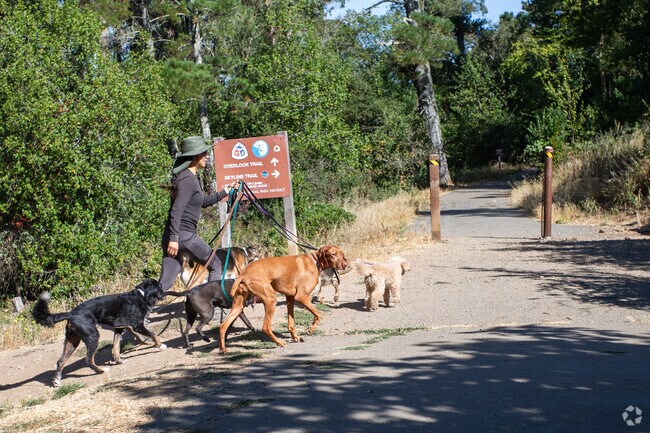 Dogs from Forestland get amazing walks from walkers in the Sibley Park open space.