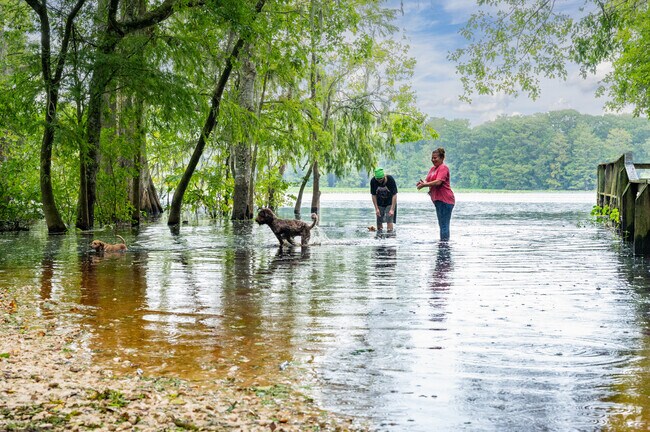 Locals let their dogs play at the Lake Townsen Boat Ramp on the Withlacoochee River.