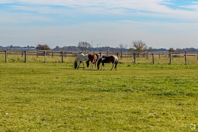 Horses grazing in a pasture just right outside of Virgil neighborhood.